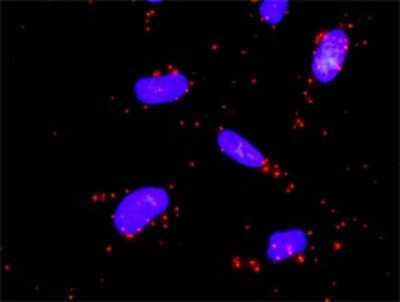 Proximity Ligation Assay: MEKK3 Antibody [H00004215-D03P] - Analysis of protein-protein interactions between MAP3K3 and MAP2K5. HeLa cells were stained with anti-MAP3K3 rabbit purified polyclonal 1:1200 and anti-MAP2K5 mouse monoclonal antibody 1:50. Each red dot represents the detection of protein-protein interaction complex, and nuclei were counterstained with DAPI (blue).