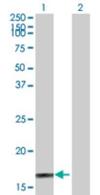 Western Blot: MEKK3 Antibody [H00004215-B02P] - Analysis of MAP3K3 expression in transfected 293T cell line by MAP3K3 polyclonal antibody.  Lane 1: MAP3K3 transfected lysate(9.9 KDa). Lane 2: Non-transfected lysate.