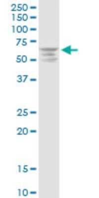 Western Blot: MEKK3 Antibody [H00004215-D03P] - Analysis of MAP3K3 expression in HeLa.
