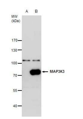 Western Blot: MEKK3 Antibody [NBP2-17273] - A. 30 ug 293T whole cell extract B. 30 ug whole cell extract of 3xFlag-human MAP3K3-transfected 293T cells 7.5 % SDS-PAGE MEKK3 antibody [N3C2], Internal  dilution: 1:5000