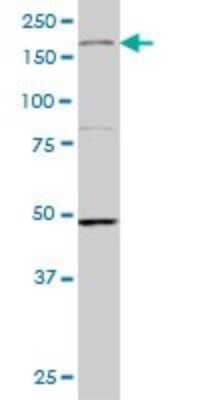 Western Blot: MEKK4 Antibody (4C3) [H00004216-M05] - Analysis of MAP3K4 expression in NIH/3T3 (Cat # L018V1).