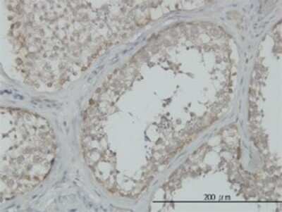 Immunohistochemistry-Paraffin: MEKK4 Antibody (6C6) [H00004216-M02] - Analysis of monoclonal antibody to MAP3K4 on formalin-fixed paraffin-embedded human testis. Antibody concentration 3 ug/ml.