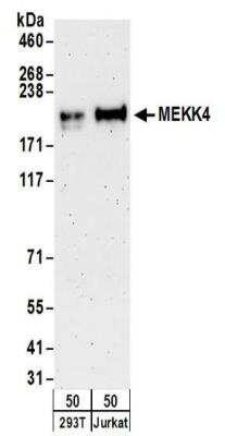 Western Blot: MEKK4 Antibody [NBP2-32187] - Samples:  Whole cell lysate (50 ug) from 293T and Jurkat cells. Antibodies:  Affinity purified rabbit anti-MEKK4 antibody NBP2-32187 used for WB at 0.1 ug/ml.  Detection: Chemiluminescence with an exposure time of 3 minutes.