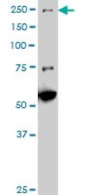 Western Blot: MEKK4 Antibody (X1) [H00004216-M11] - Analysis of MAP3K4 expression in NIH/3T3.