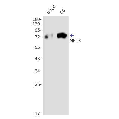 Western Blot: MELK Antibody (S06-4D6) [NBP3-15059] - Western blot detection of MELK in U2OS, C6 cell lysates using MELK Rabbit mAb (1:1000 diluted). Predicted band size: 75kDa. Observed band size: 75kDa.