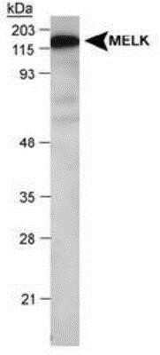 Western Blot: MELK Antibody [NB100-782] - NB 100-782 (0.5ug/ml) staining of Jurkat lysate (RIPA buffer, 1.4E5 cells per lane). Detected by western blot using chemiluminescence.