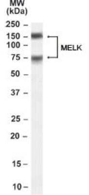 Western Blot MELK Antibody