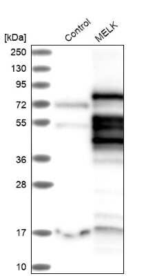 Western Blot: MELK Antibody [NBP1-83031] - Analysis in control (vector only transfected HEK293T lysate) and MELK over-expression lysate (Co-expressed with a C-terminal myc-DDK tag (3.1 kDa) in mammalian HEK293T cells).