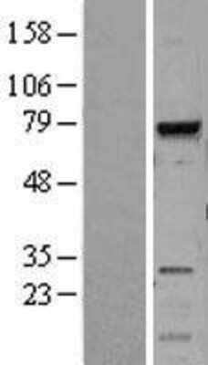 Western Blot MELK Overexpression Lysate