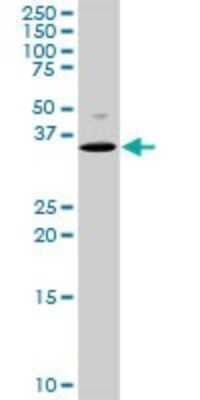 Western Blot: MEOX 2 Antibody [H00004223-D01P] - Analysis of MEOX2 expression in PC-12.