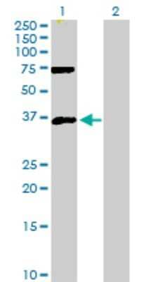 Western Blot: MEOX 2 Antibody [H00004223-D01P] - Analysis of MEOX2 expression in transfected 293T cell line by MEOX2 polyclonal antibody.Lane 1: MEOX2 transfected lysate(33.50 KDa).Lane 2: Non-transfected lysate.