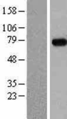 Western Blot: MEPCE Overexpression Lysate (Adult Normal) [NBL1-13012] Left-Empty vector transfected control cell lysate (HEK293 cell lysate); Right -Over-expression Lysate for MEPCE.