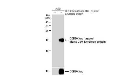 Western Blot: MERS-CoV Envelope Antibody [NBP3-13449] - Non-transfected (-) and transfected (+) 293T whole cell extracts (30 ug) were separated by 15% SDS-PAGE, and the membrane was blotted with MERS-CoV Envelope antibody (NBP3-13449) diluted at 1:5000. The HRP-conjugated anti-rabbit IgG antibody (NBP2-19301) was used to detect the primary antibody.