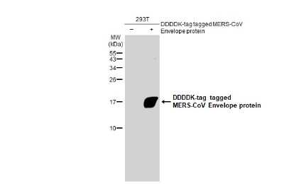 Western Blot: MERS-CoV Envelope Antibody [NBP3-13450] - Non-transfected (-) and transfected (+) 293T whole cell extracts (30 ug) were separated by 15% SDS-PAGE, and the membrane was blotted with MERS-CoV Envelope antibody (NBP3-13450) diluted at 1:5000. The HRP-conjugated anti-rabbit IgG antibody (NBP2-19301) was used to detect the primary antibody.