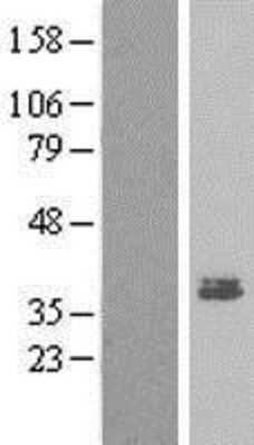 Western Blot: MEST Overexpression Lysate (Adult Normal) [NBP2-05011] Left-Empty vector transfected control cell lysate (HEK293 cell lysate); Right -Over-expression Lysate for MEST.