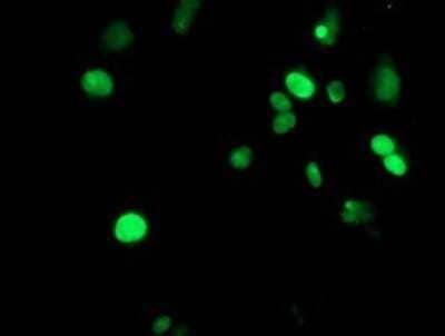 Flow Cytometry: METT10D Antibody (OTI3B5) - Azide and BSA Free [NBP2-72654] - Staining of COS7 cells transiently transfected by pCMV6-ENTRY METT10D.