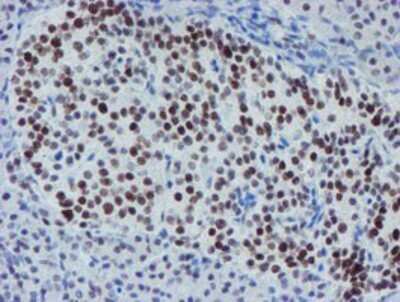 Immunohistochemistry: METT10D Antibody (OTI3B5) - Azide and BSA Free [NBP2-72654] - Staining of paraffin-embedded Human pancreas tissue using anti-METT10D mouse monoclonal antibody.