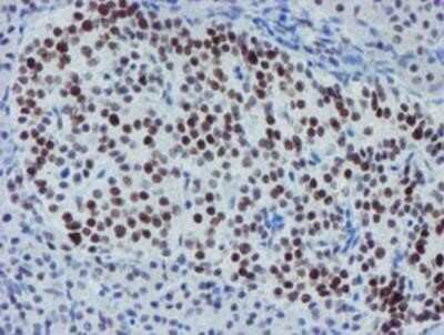 Immunohistochemistry-Paraffin: METT10D Antibody (OTI3B5) [NBP2-02026] - Staining of paraffin-embedded Human pancreas tissue using anti-METT10D mouse monoclonal antibody.