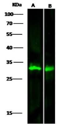 Western Blot: METTL1 Antibody (9C2F2) [NBP3-06651] - NBP3-06651 at 1:500 dilution. Lane A: 293T Whole Cell Lysate. Lane B: Jurkat Whole Cell Lysate. Lysates/proteins at 30 ug per lane. Secondary: Goat Anti-Mouse IgG H&L (Dylight800) at 1/15000 dilution. Developed using the Odyssey technique and performed under reducing conditions. A band appears at an observed molecular weight of 31 kDa.