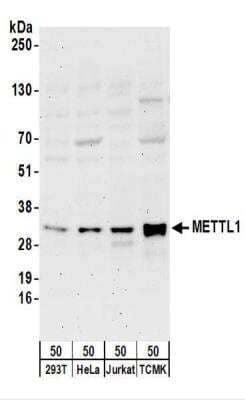 Western Blot: METTL1 Antibody [NBP2-22316] - Whole cell lysate (50 ug) from 293T, HeLa, Jurkat, and mouse TCMK-1 cells. NBP2-22316 used for WB at 0.4 ug/ml.  Detection: Chemiluminescence with an exposure time of 3 minutes.