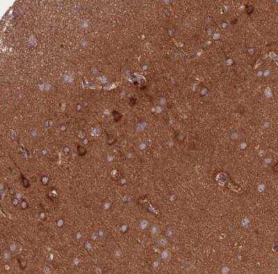 Immunohistochemistry-Paraffin: METTL10 Antibody [NBP2-14232] - Staining of human cerebral cortex shows strong cytoplasmic positivity in neurons.