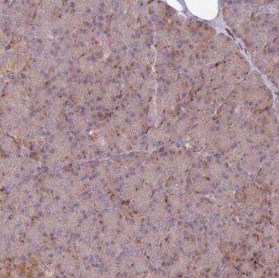Immunohistochemistry-Paraffin: METTL10 Antibody [NBP2-14232] - Staining of human pancreas shows very weak cytoplasmic positivity in exocrine glandular cells.
