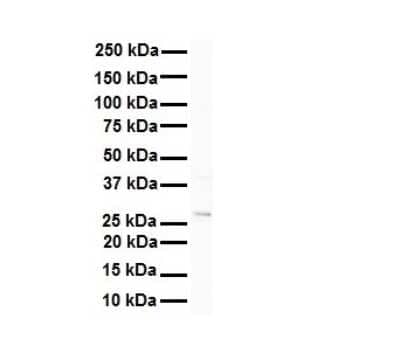 Western Blot: METTL11B Antibody [NBP1-70635] - Antibody  Titration: 1 ug/ml Human HepG2.