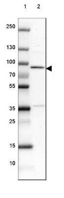 Western Blot: METTL13 Antibody [NBP2-38709] - Lane 1: Marker [kDa] 250, 130, 100, 70, 55, 35, 25, 15, 10Lane 2: Human cell line PC-3