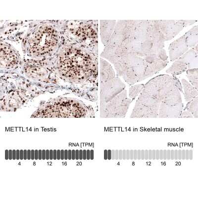 Immunohistochemistry-Paraffin: METTL14 Antibody (CL4252) [NBP2-59043] - Staining in human testis and skeletal muscle tissues. Corresponding METTL14 RNA-seq data are presented for the same tissues.