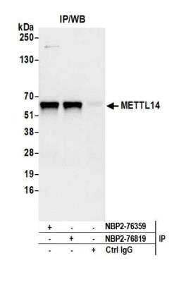 METTL14 Antibody [NBP2-76359] - Detection of human METTL14 by western blot of immunoprecipitates. Samples: Whole cell lysate (1.0 mg per IP reaction; 20% of IP loaded) from Jurkat cells prepared using NETN lysis buffer. Antibodies: Affinity purified rabbit anti-METTL14 antibody NBP2-76359 used for IP at 100 ul per reaction. METTL14 was also immunoprecipitated by rabbit anti-METTL14 antibody NBP2-76819. For blotting immunoprecipitated METTL14, NBP2-76359 was used at 1:1000. Detection: Chemiluminescence with an exposure time of 3 seconds.