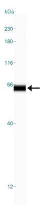 Simple Western METTL14 Antibody - BSA Free