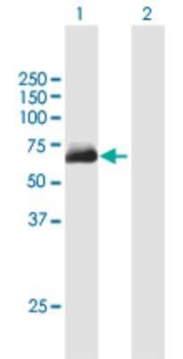 Western Blot: METTL14 Antibody [H00057721-B01P] - Analysis of KIAA1627 expression in transfected 293T cell line by KIAA1627 polyclonal antibody.  Lane 1: KIAA1627 transfected lysate(52.20 KDa). Lane 2: Non-transfected lysate.