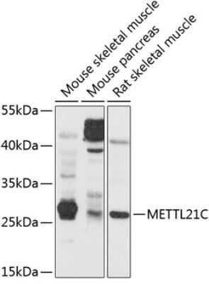 Western Blot METTL21C Antibody - BSA Free