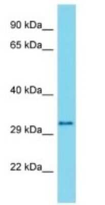 Western Blot METTL21C Antibody - BSA Free