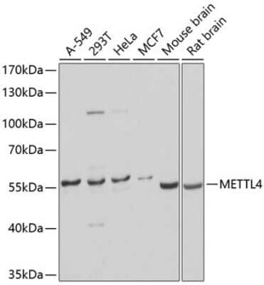 Western Blot METTL4 Antibody - BSA Free