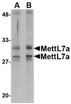 Western Blot: METTL7A Antibody [NBP1-77336] - MCF cell lysate with MettL7A antibody at 2 ug/mL.