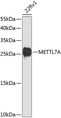 Western Blot METTL7A Antibody - BSA Free