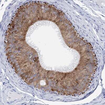 Immunohistochemistry-Paraffin: METTL7B Antibody [NBP2-47377] - Staining of human epididymis shows strong cytoplasmic positivity in glandular cells.