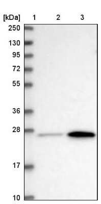 Western Blot: METTL7B Antibody [NBP2-47377] - Lane 1: Marker  [kDa] 250, 130, 95, 72, 55, 36, 28, 17, 10.  Lane 2: Human cell line RT-4.  Lane 3: Human cell line U-251MG.