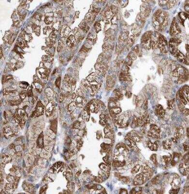 Immunohistochemistry-Paraffin METTL8 Antibody - BSA Free