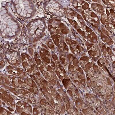 Immunohistochemistry-Paraffin: MEX3C Antibody [NBP1-81932] - Staining of human stomach shows strong cytoplasmic positivity in glandular cells.
