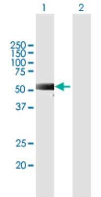 Western Blot: MEX3C Antibody [H00051320-B01P] - Analysis of MEX3C expression in transfected 293T cell line by MEX3C polyclonal antibody.  Lane 1: RKHD2 transfected lysate(51.04 KDa). Lane 2: Non-transfected lysate.