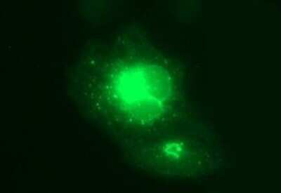 Immunocytochemistry/Immunofluorescence: MFAP3 Antibody (OTI1B3) - Azide and BSA Free [NBP2-72657] - Analysis of COS7 cells transiently transfected by pCMV6-ENTRY MFAP3.