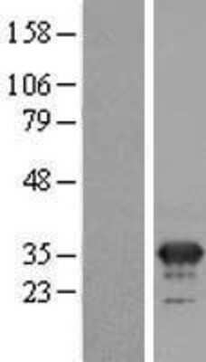 Western Blot: MFAP4 Overexpression Lysate (Adult Normal) [NBL1-13035] Left-Empty vector transfected control cell lysate (HEK293 cell lysate); Right -Over-expression Lysate for MFAP4.