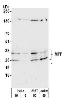 Western Blot: MFF Antibody [NBP2-59110] - Detection of human and mouse MFF by western blot. Samples: Whole cell lysate from HeLa (5 and 15 ug) 293T, (50ug), and Jurkat (50ug) cells prepared using NETN lysis buffer. Antibody: Affinity purified rabbit anti-MFF antibody NBP2-59110 used for WB at 1:1000. Detection: Chemiluminescence with an exposure time of 30 seconds.