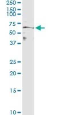 Immunoprecipitation: MFG-E8 Antibody (1E7) [H00004240-M03] - Analysis of MFGE8 transfected lysate using anti-MFGE8 monoclonal antibody and Protein A Magnetic Bead, and immunoblotted with MFGE8 rabbit polyclonal antibody.
