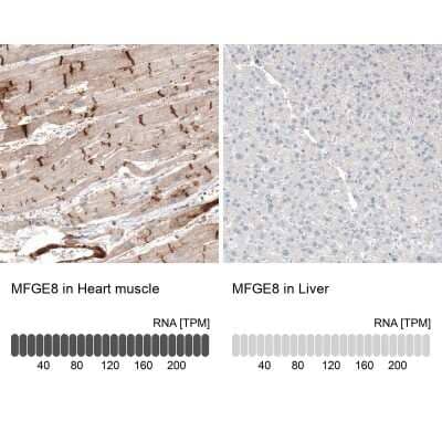 Immunohistochemistry-Paraffin: MFG-E8 Antibody [NBP1-90023] - Staining in human heart muscle and liver tissues.. Corresponding MFGE8 RNA-seq data are presented for the same tissues.