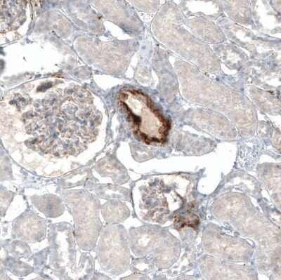Immunohistochemistry-Paraffin: MFG-E8 Antibody [NBP1-90023] - Staining of human kidney shows moderate to strong cytoplasmic positivity in aortic media.