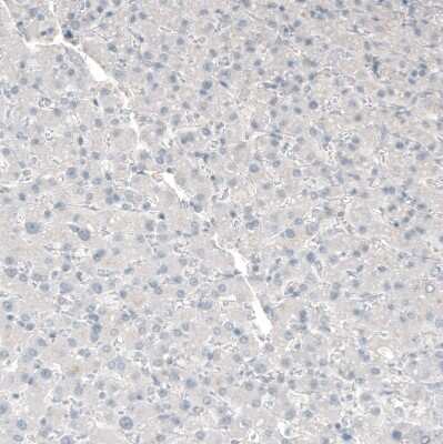 Immunohistochemistry-Paraffin: MFG-E8 Antibody [NBP1-90023] - Staining of human liver shows no positivity in hepatocytes as expected.