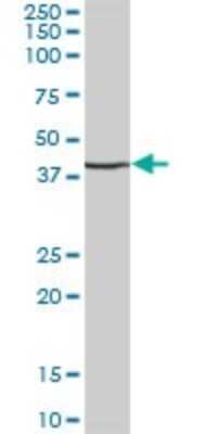 Western Blot: MFG-E8 Antibody [H00004240-B01P] - Analysis of MFGE8 expression in human pancreas.